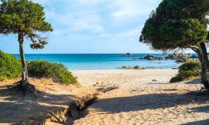 a picture taken at the pine tree forest at cala cipolla in chia south sardinia