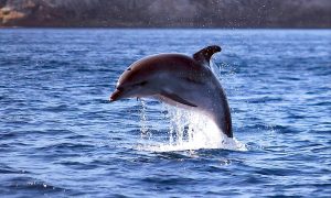 a picture of a dolphin spotted in golfo aranci north-east sardinia