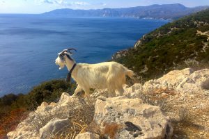 a picture of a goat walking in the mountains near Orosei, east Sardinia, Italy.