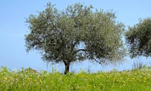 a picture of olive trees in capo ferrato south-east sardinia