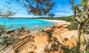 a picture of Spiaggia di Liscia Ruja seen from a pine tree forest