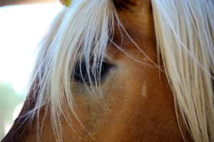 a picture of a sardinian horse