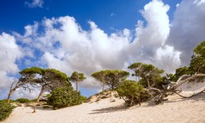 a picture of dunes behind the beach of maria pia near alghero sardinia
