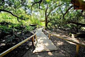 The tropical forest area at the Botanical garden in Cagliari.