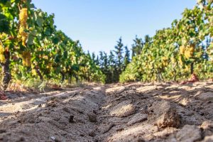 vines in Badesi grow strong on sandy soil just a stone’s throw from the waters of the Asinara Gulf.