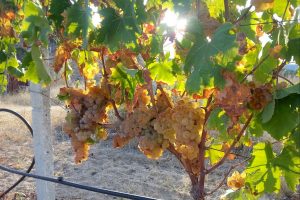 the Vermentino, a vine that is currently used for the 