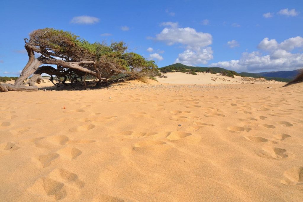 the sand dunes behind the beach of Piscinas near Guspini in south-west Sardinia