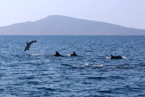 Asinara is a strategic point for dolphin watching since it is located inside the Sanctuary of the 