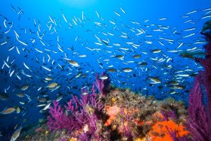 Sardinia is a paradise for scuba diving enthusiasts.