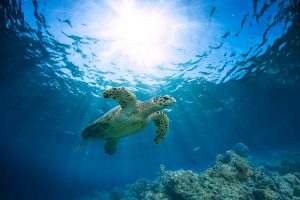 a loggerhead sea turtle swimming in the aquarium of Cala Gonone, in east Sardinia, Italy.