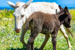 An Asinara donkey and its foal, in the green grass of Asinara Island, in northwest Sardinia, Italy.