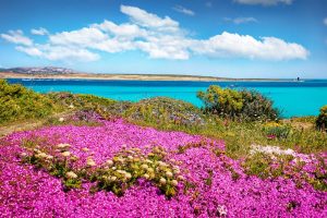 It's Springtime in Sardinia!