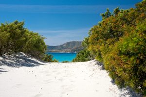 a landscape with dunes behind the beach of campulongu in southwest sardinia italy