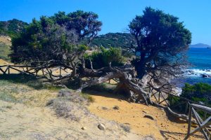old juniper tree at spiaggia porto sa ruxi near villasimius south sardinia