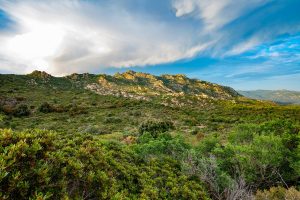 foresta di Is cannoneris near chia in sardinia