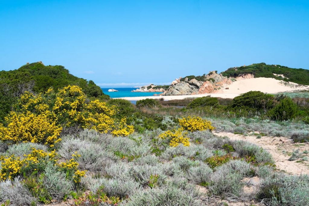 Mediterranean shrub behind the beach of Spiaggia Monti d’à Rena on Isola Maddalena in Sardinia.