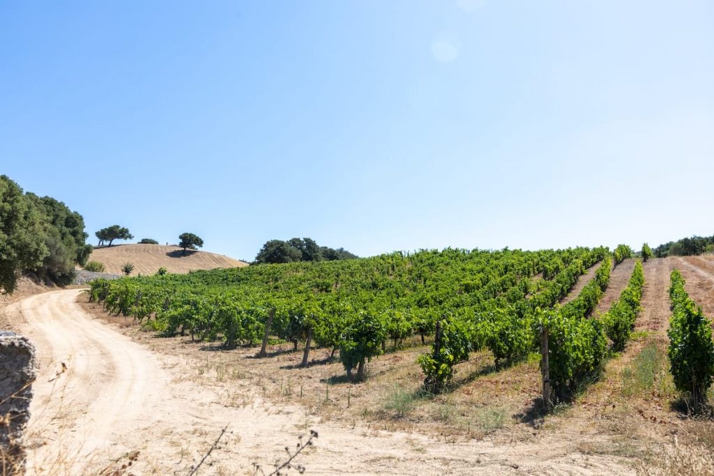 a typical vermentino vineyard in gallura sardinia