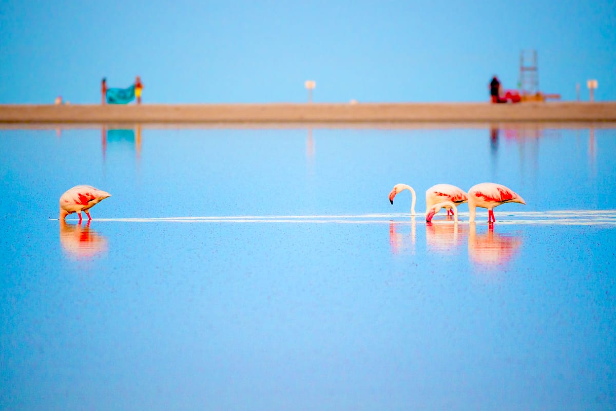 Pink flamingos looking for food in the shallow waters of Stagno di Notteri near Villasimius, Sardinia, Italy.