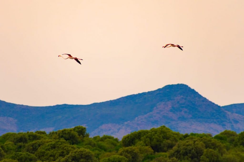 Two flamingos in flight over the hills of southeast Sardinia, Italy.