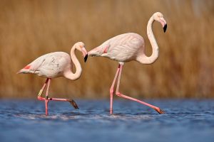 Two pink flamingos in Parco Naturale Molentargius Saline, Sardinia.