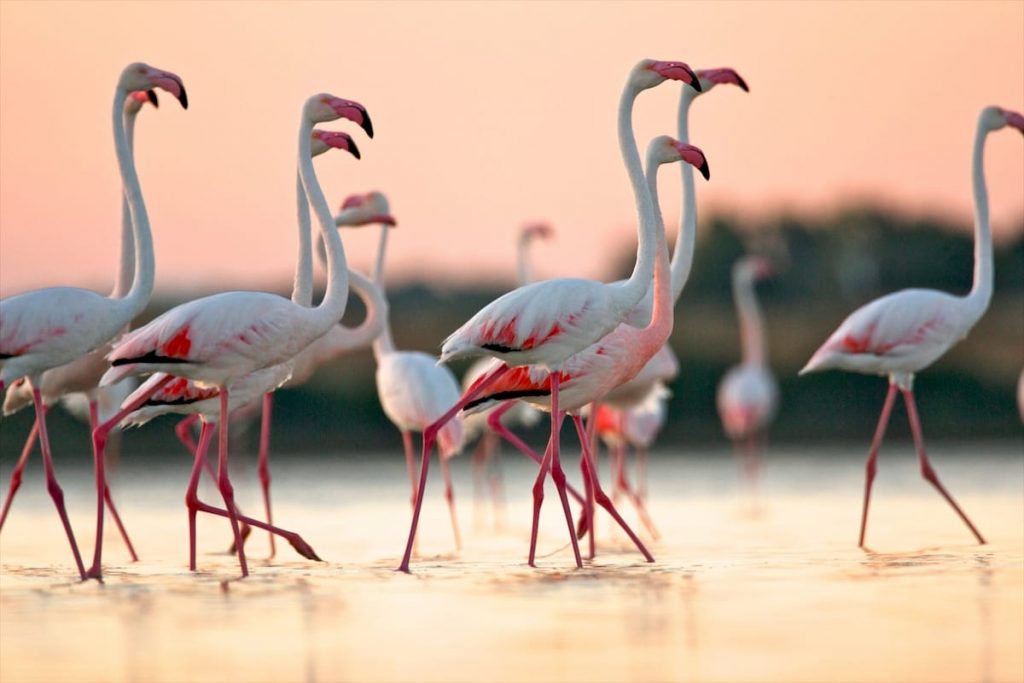A beautiful flock of pink flamingos wading in the wetlands of Oristano at dawn, creating a stunning reflection on the still waters.