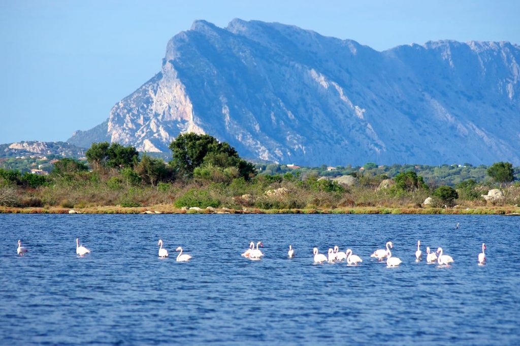 A group of flamingos gracefully swims in the calm waters of a pond in San Teodoro, their long legs and necks trailing behind them. In the distance, the striking silhouette of Isola Tavolara can be seen rising from the sea, its rugged terrain a stark contrast to the peaceful waters of the pond.