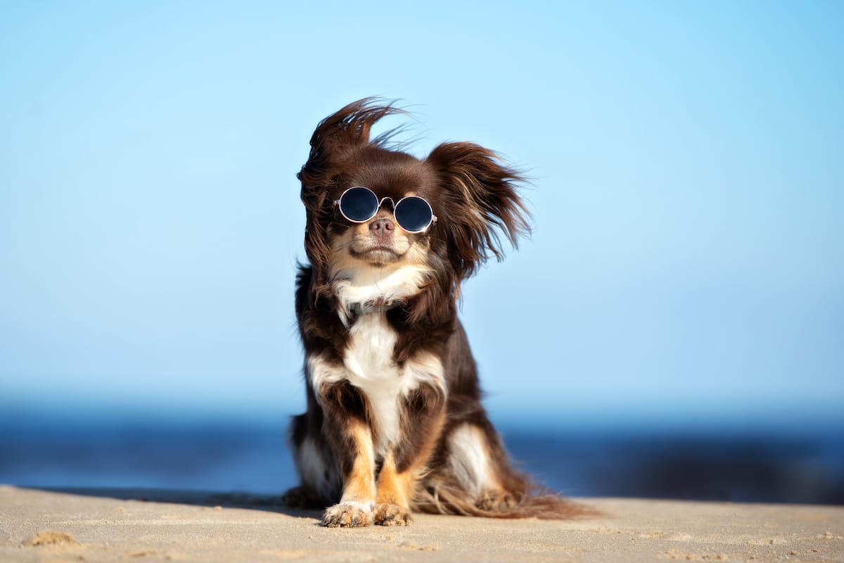 a cute dog on the beach