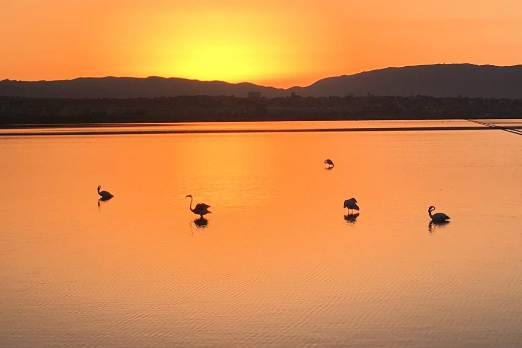 Five flamingos can be seen standing in the shallow waters of a pond in Cagliari, their long necks bent down as they search for food. Their distinctive pink feathers stand out against the blue-green water, and the surrounding green foliage can be seen in the background. The flamingos appear relaxed and focused on their task, with no other animals or humans visible in the immediate area. The scene is serene and peaceful, with the flamingos providing a beautiful and colorful contrast against the natural surroundings.