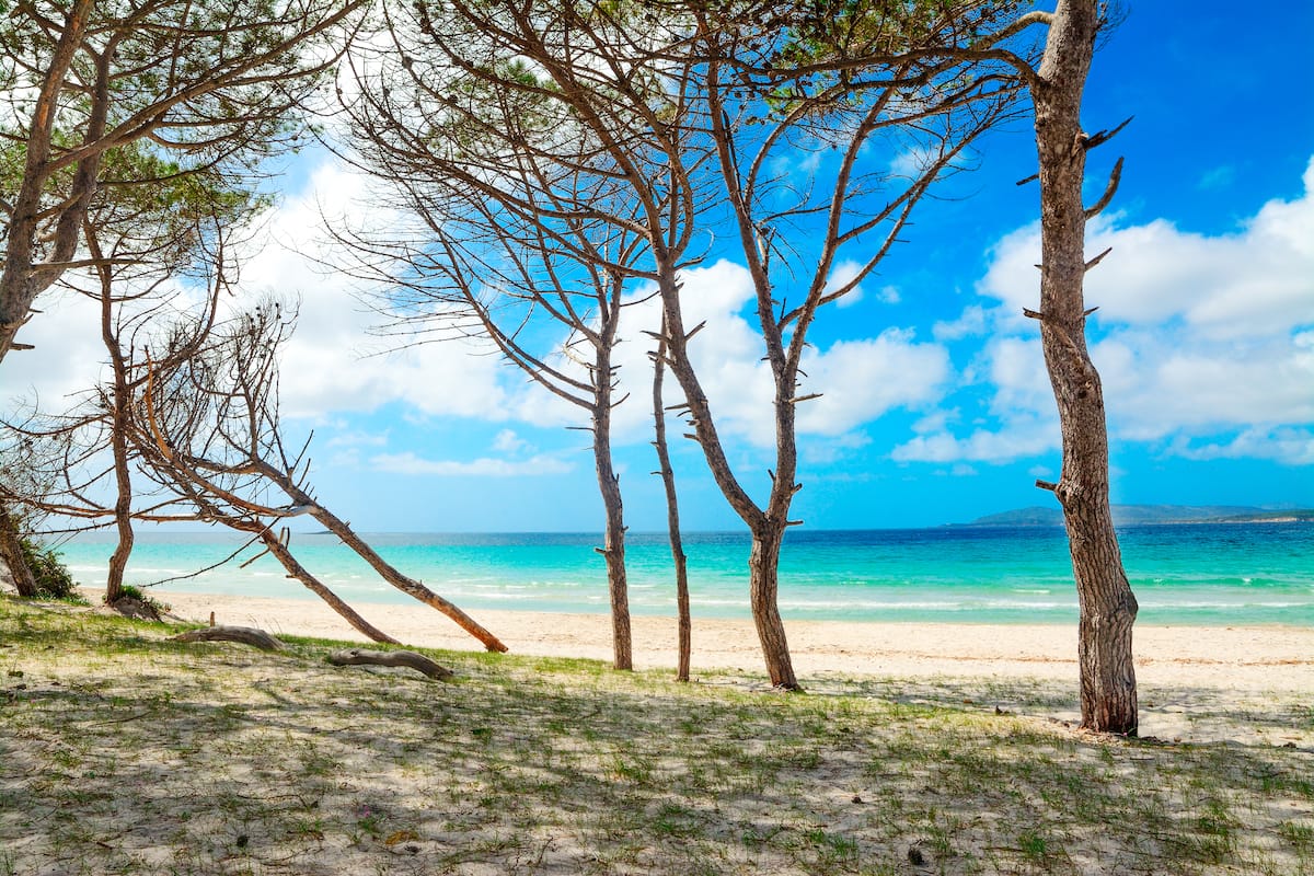 a beautiful vista looking out over the sea from the pine forest behind Spiaggia di Maria Pia near Alghero in Sardinia