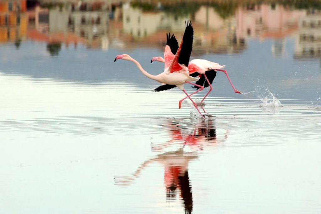 Two flamingos flying from the waters of Stagno di Cagliari in Sardinia, Italy.